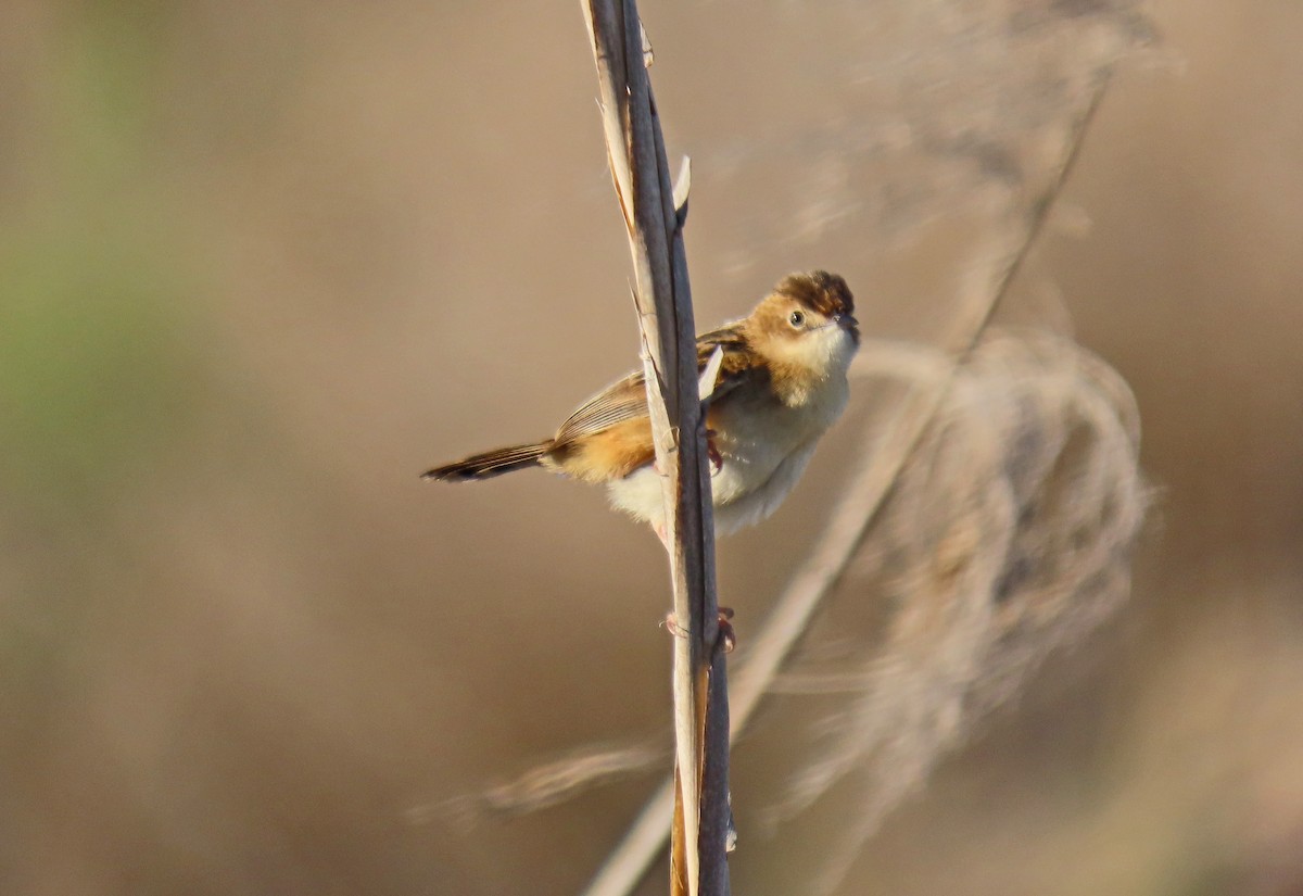 Zitting Cisticola - Francisco Javier Calvo lesmes