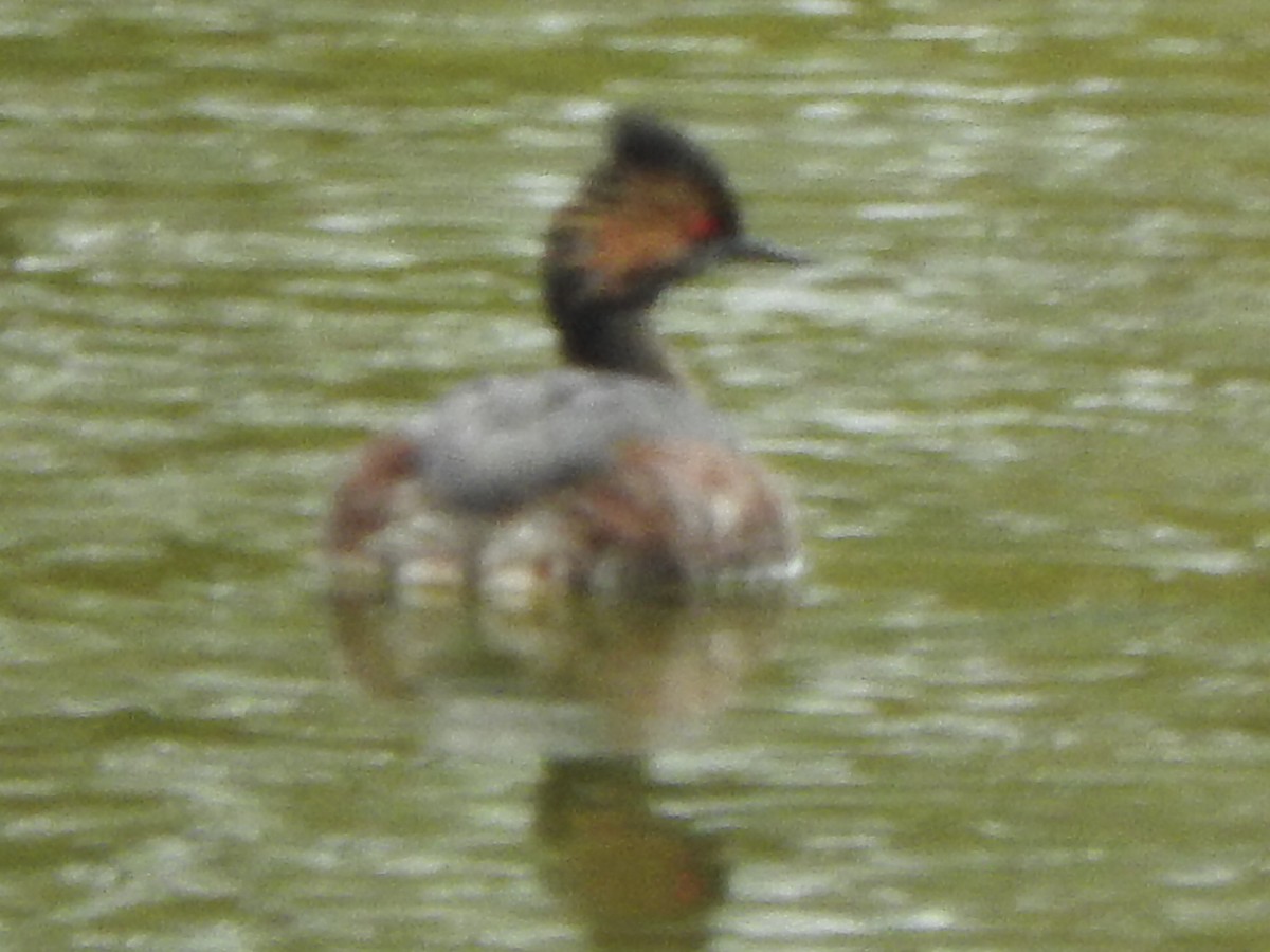 Eared Grebe - Nancy Trimmer