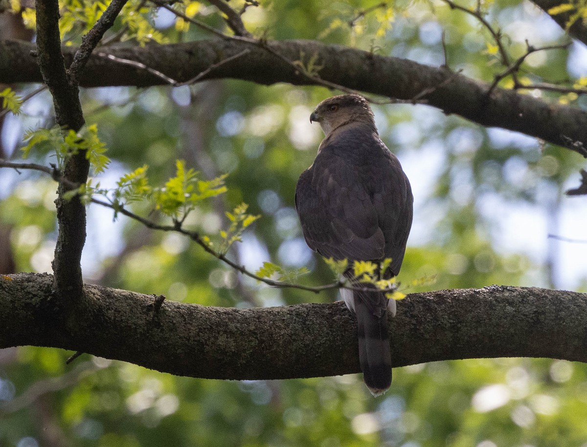 Cooper's Hawk - ML618450668