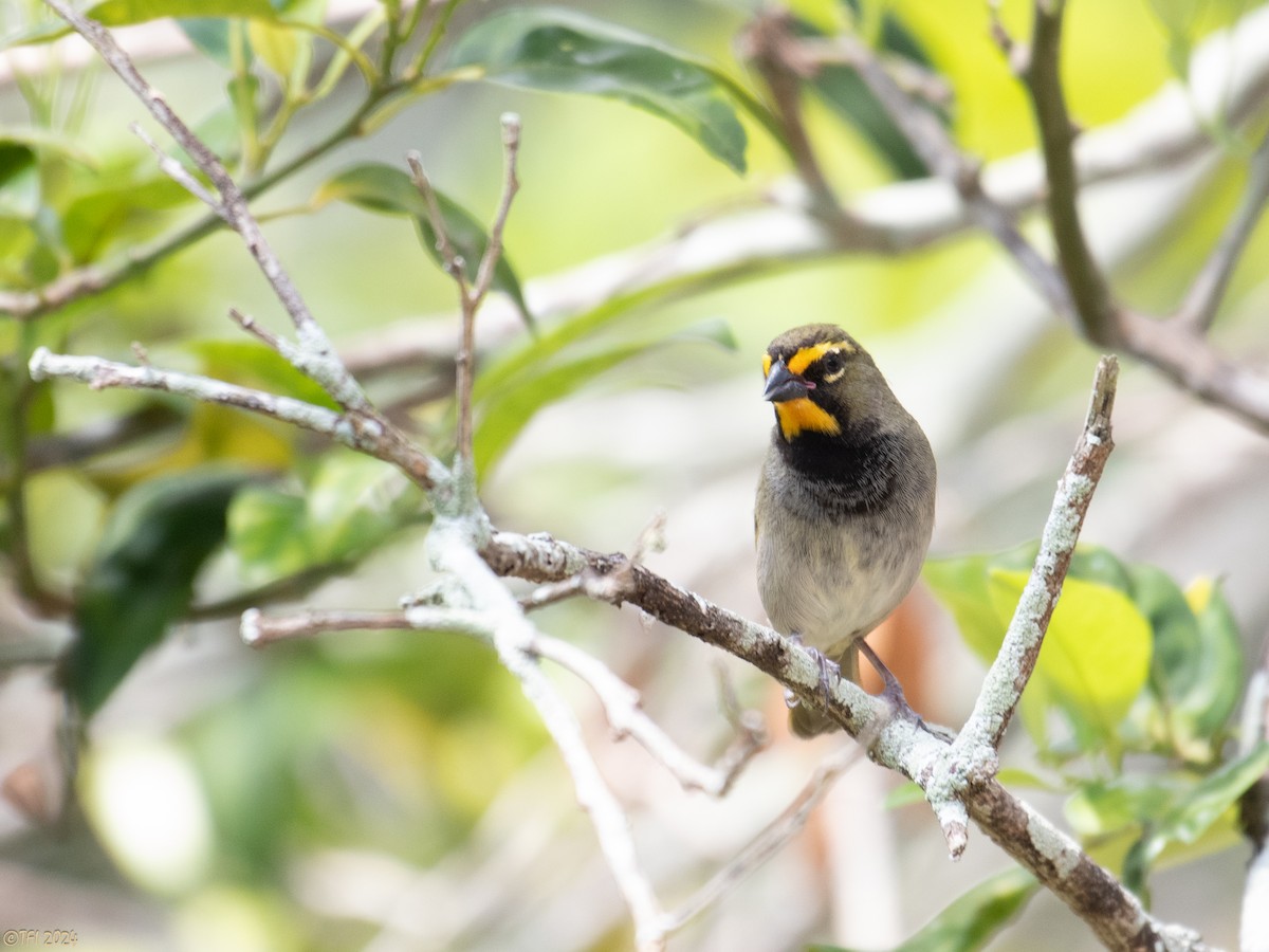 Yellow-faced Grassquit - ML618450721