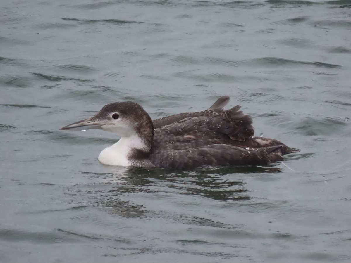 Common Loon - Kyle Leader