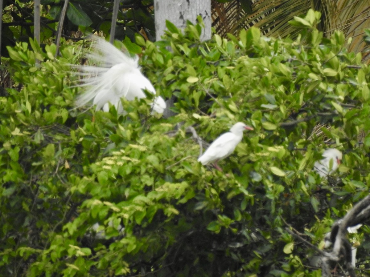 Western Cattle Egret - Ariel Dunham