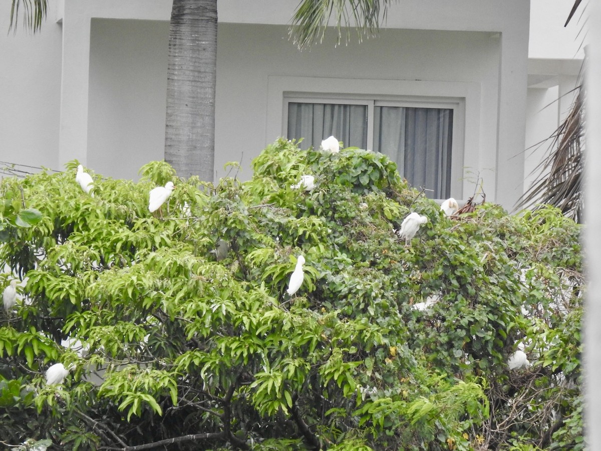 Western Cattle Egret - ML618450750