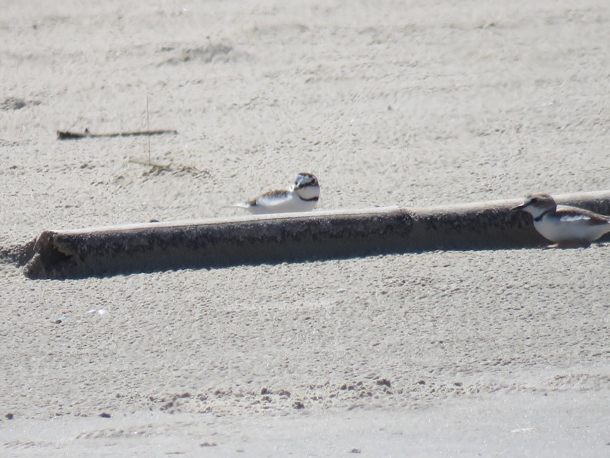 Collared Plover - ML618450780