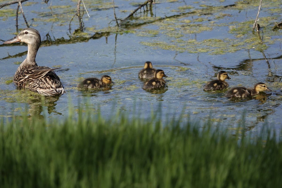 Canard colvert ou C. du Mexique - ML618450871