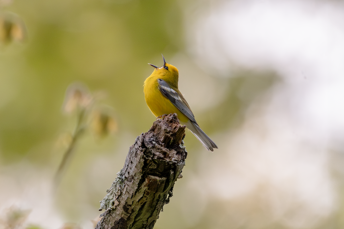 Blauflügel-Waldsänger - ML618450886