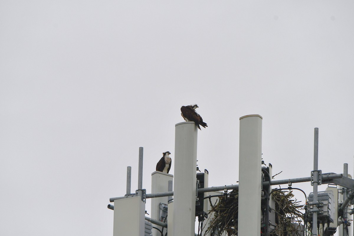 Osprey (American) - ML618450906