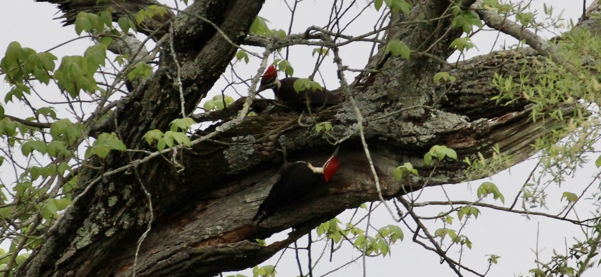 Pileated Woodpecker - Frank McCulley