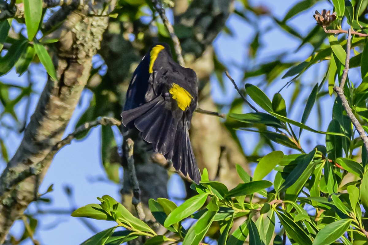 Golden-winged Cacique - Amed Hernández