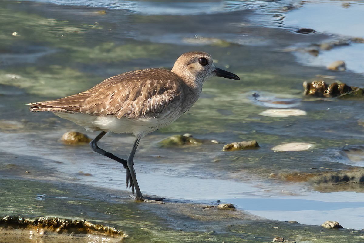 Black-bellied Plover - ML618450993