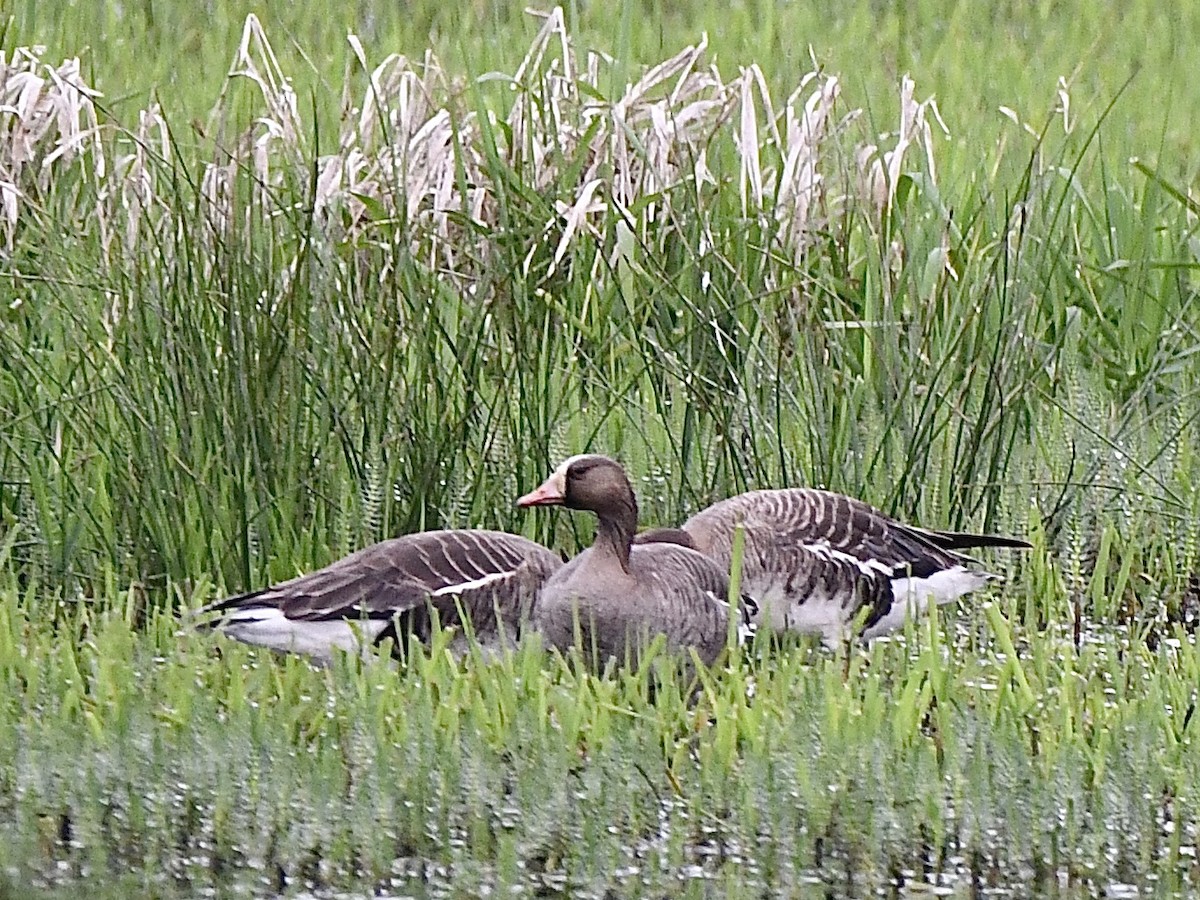 Greater White-fronted Goose - ML618451002