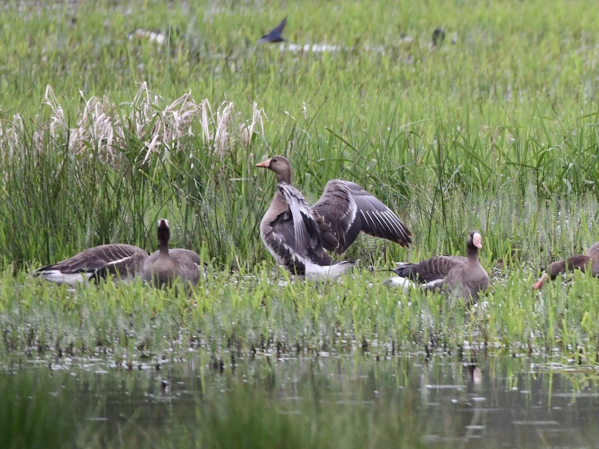 Greater White-fronted Goose - ML618451003