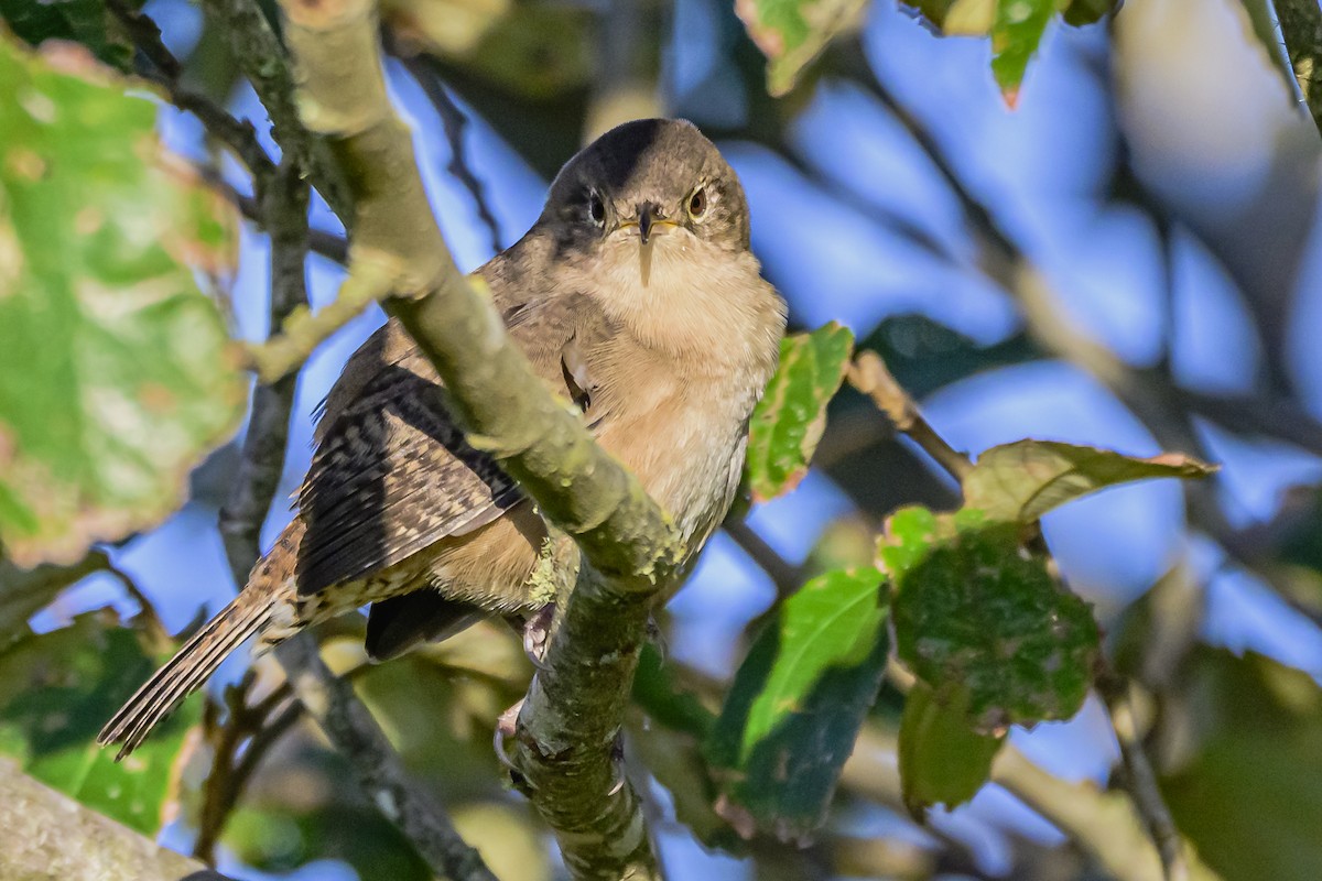 House Wren - ML618451021