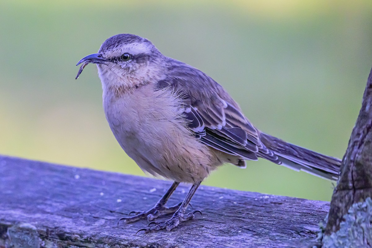 Chalk-browed Mockingbird - ML618451030