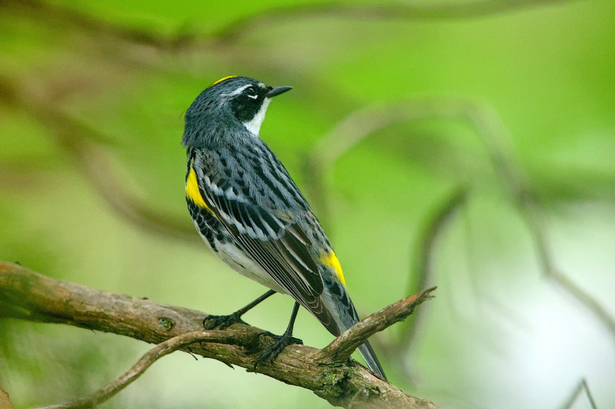 Yellow-rumped Warbler - ML618451035