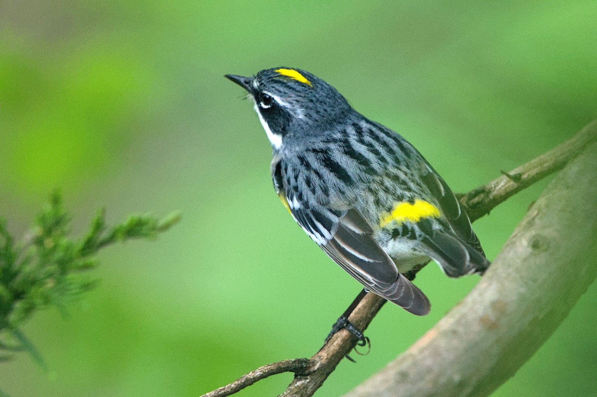 Yellow-rumped Warbler - ML618451036