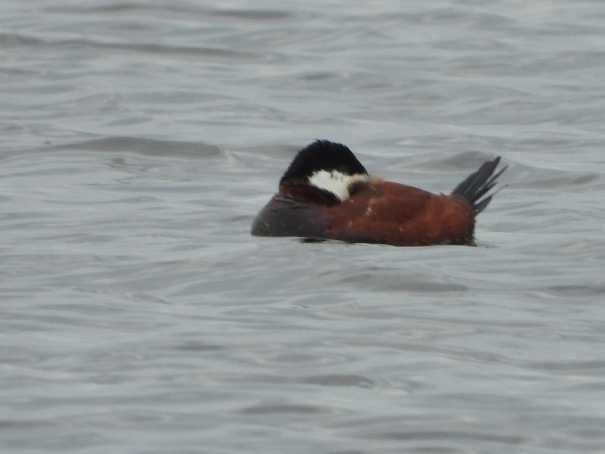 Ruddy Duck - ML618451066