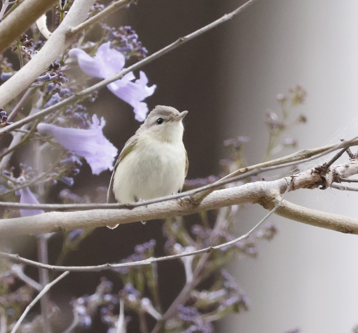 Warbling Vireo - ML618451071