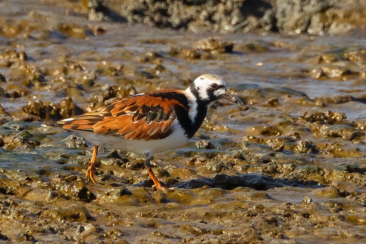 Ruddy Turnstone - ML618451087