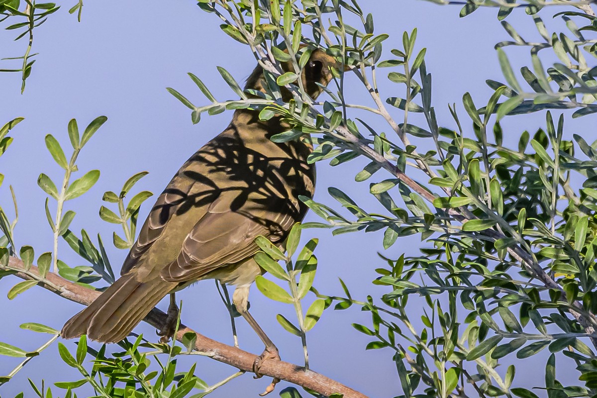 Creamy-bellied Thrush - ML618451089