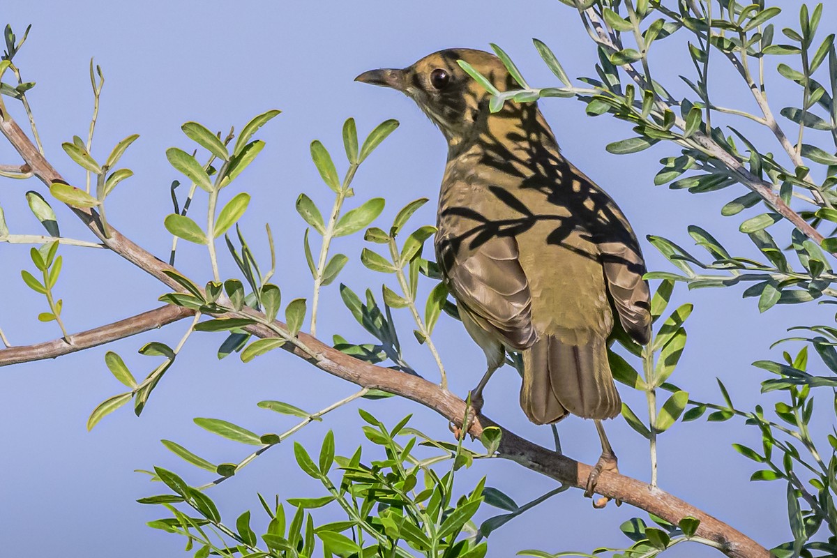 Creamy-bellied Thrush - ML618451092