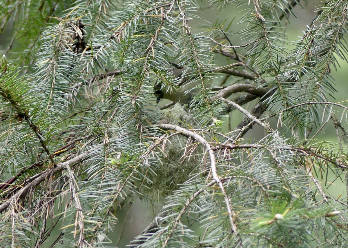 Hutton's Vireo - Mary McCafferty