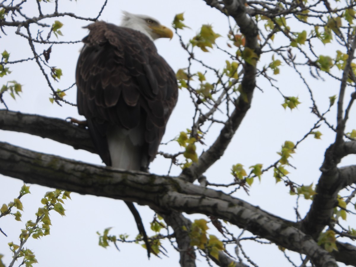 Bald Eagle - Kent Millham