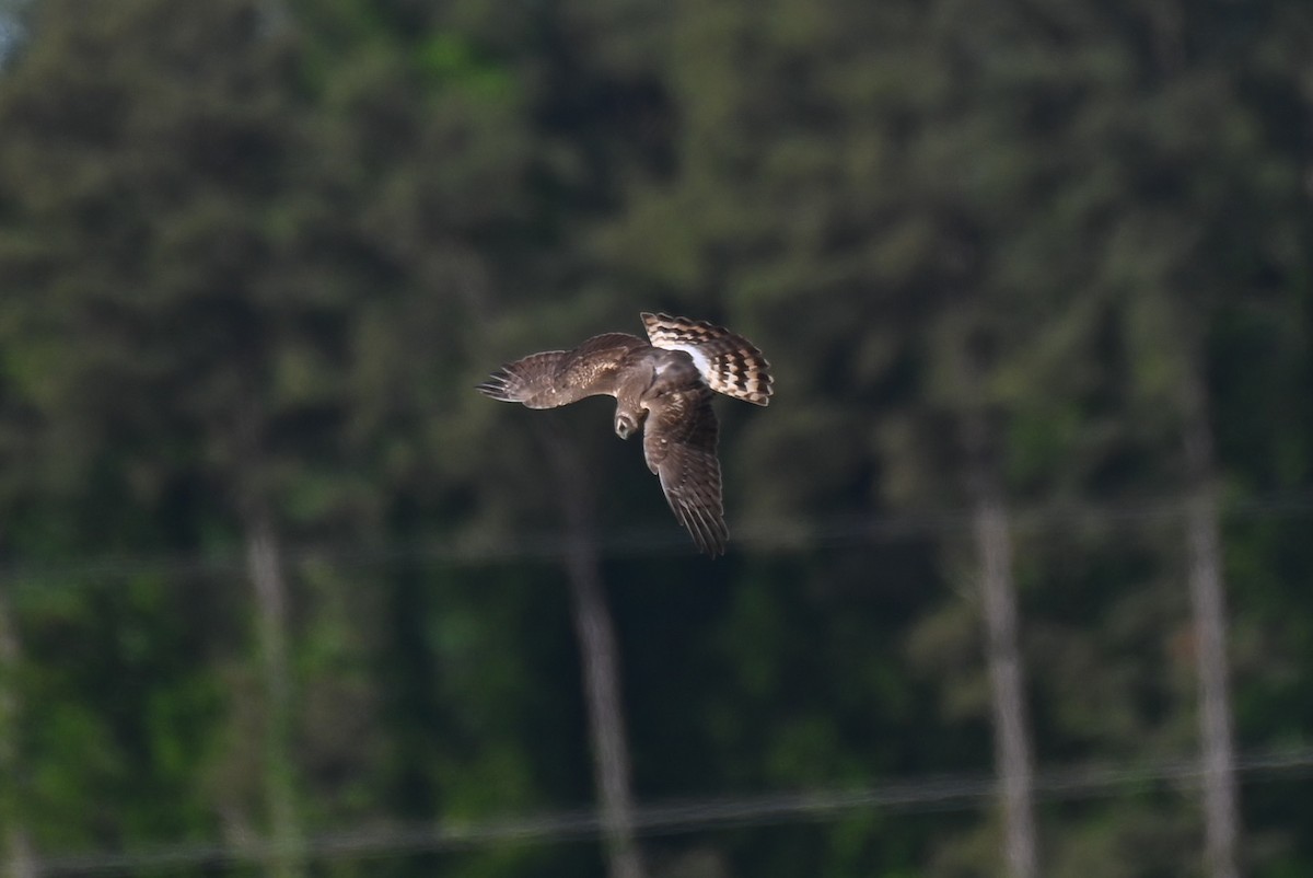 Northern Harrier - Patty Masten