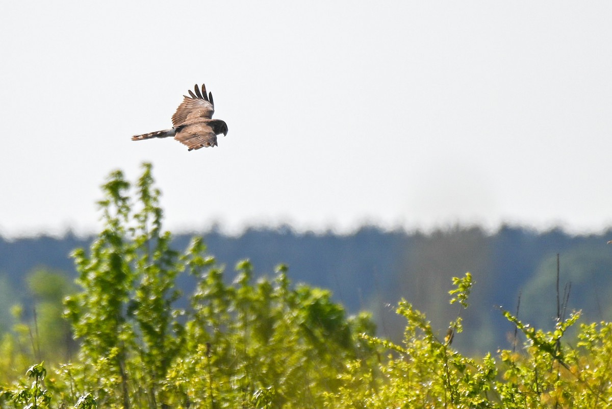 Northern Harrier - Patty Masten