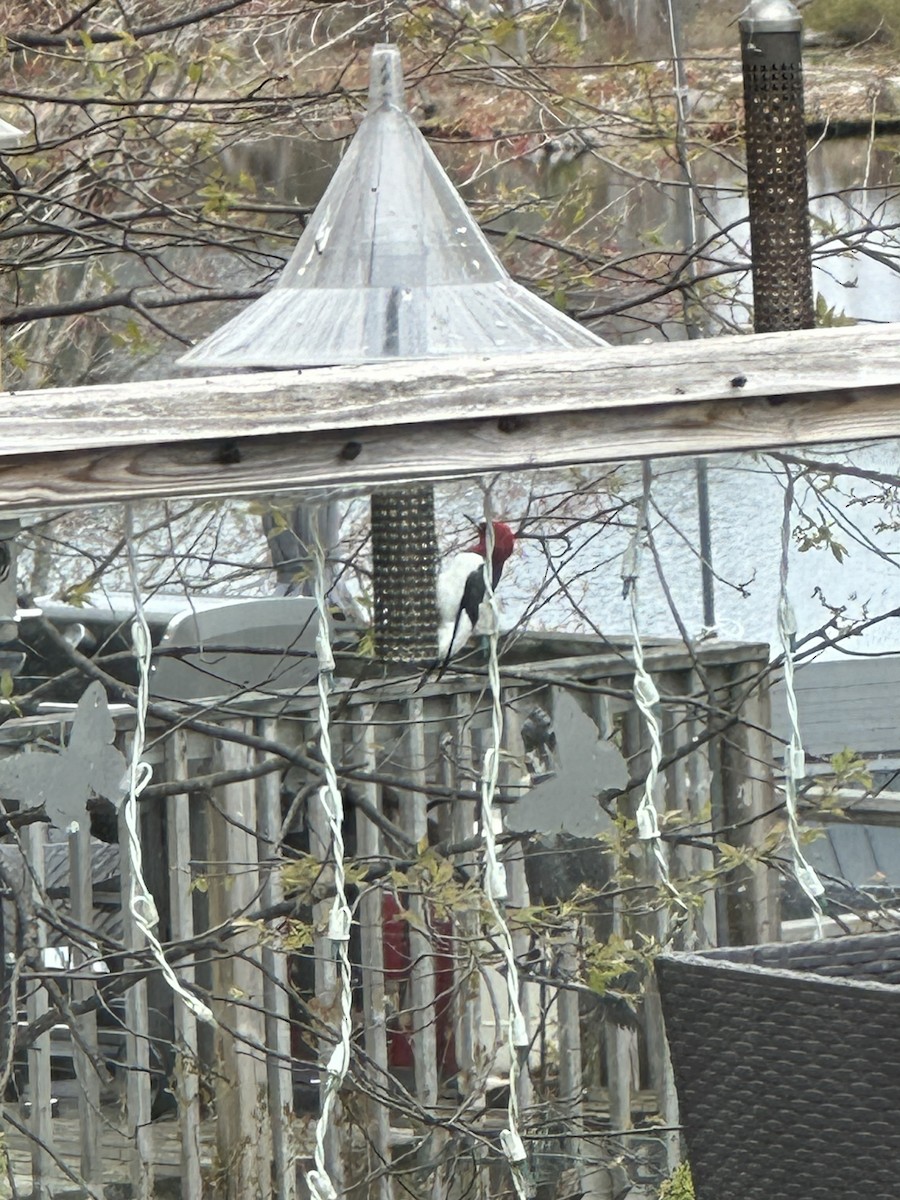 Red-headed Woodpecker - Cat Graydon