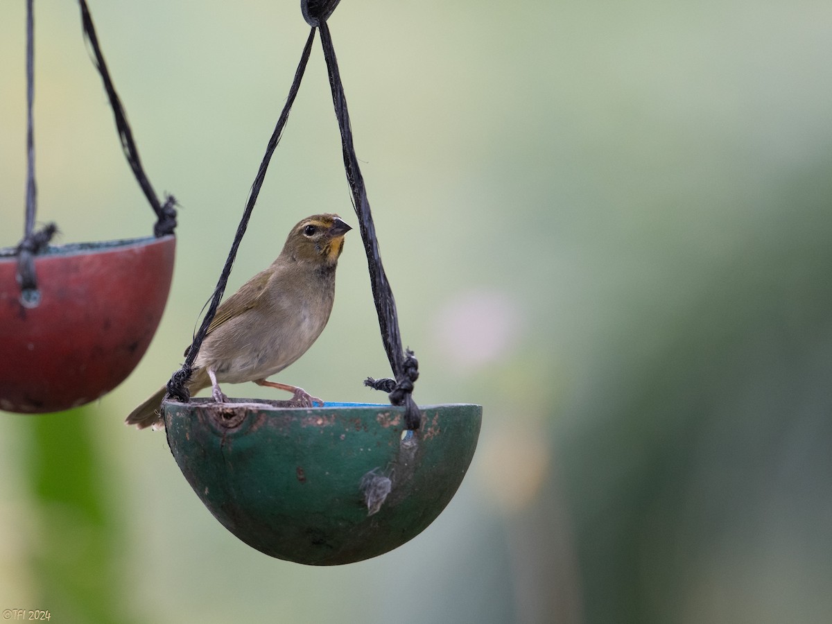 Yellow-faced Grassquit - ML618451180