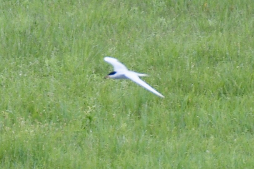 Forster's Tern - Dan Bates