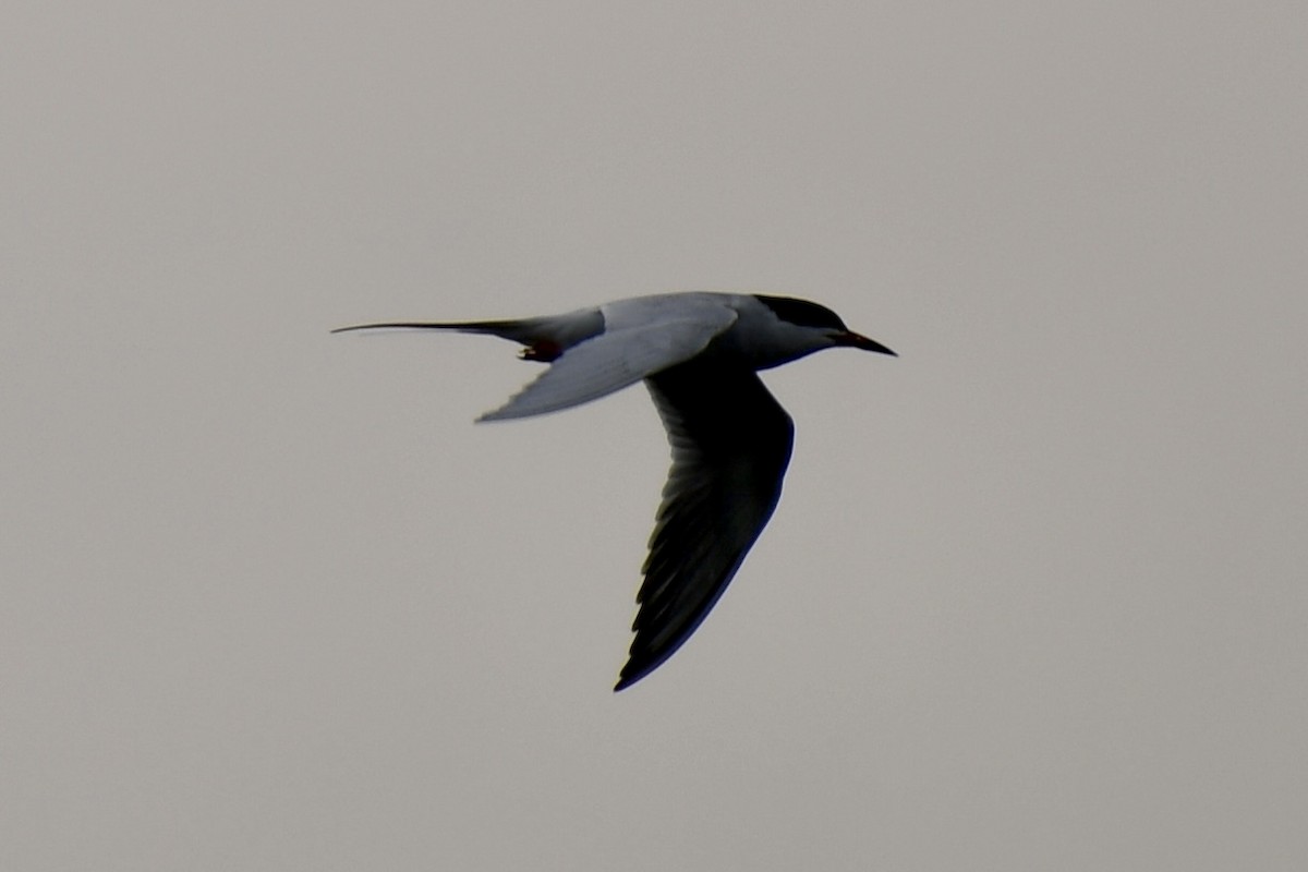 Forster's Tern - Dan Bates