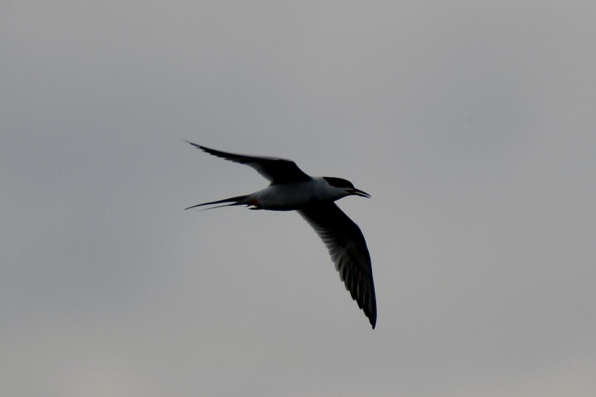 Forster's Tern - ML618451188