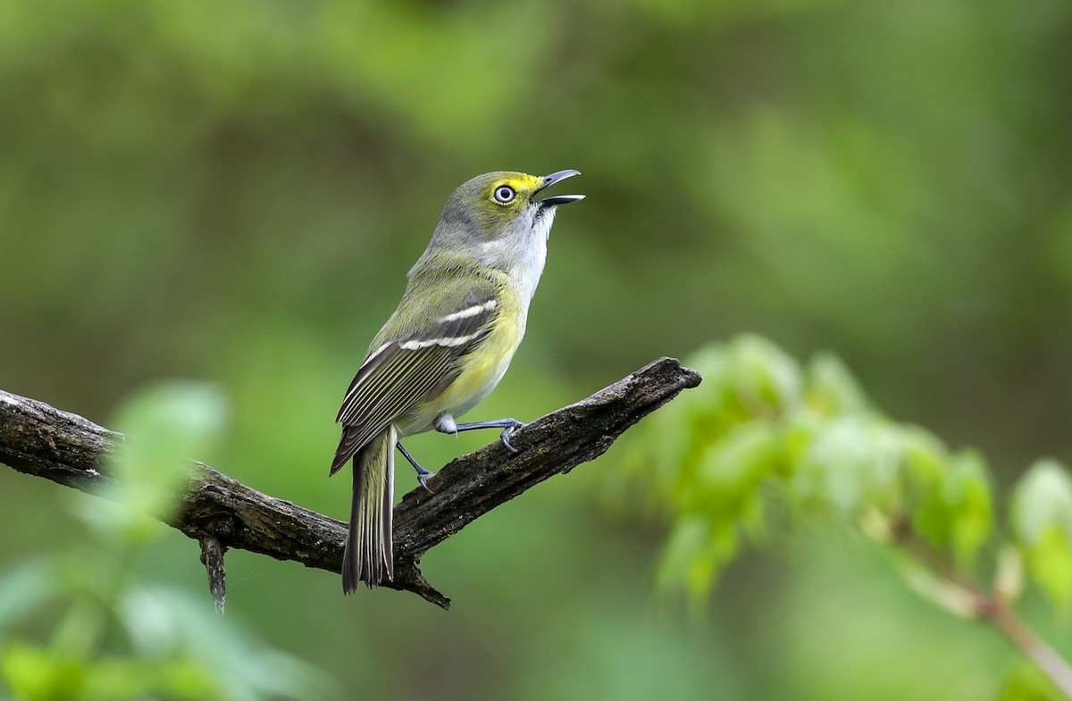 Ak Gözlü Vireo - ML618451196