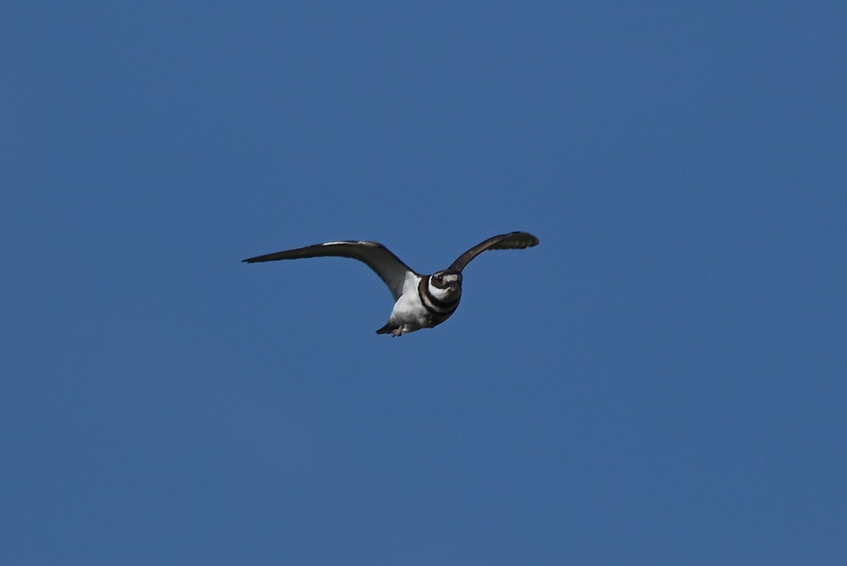 Killdeer - Patty Masten