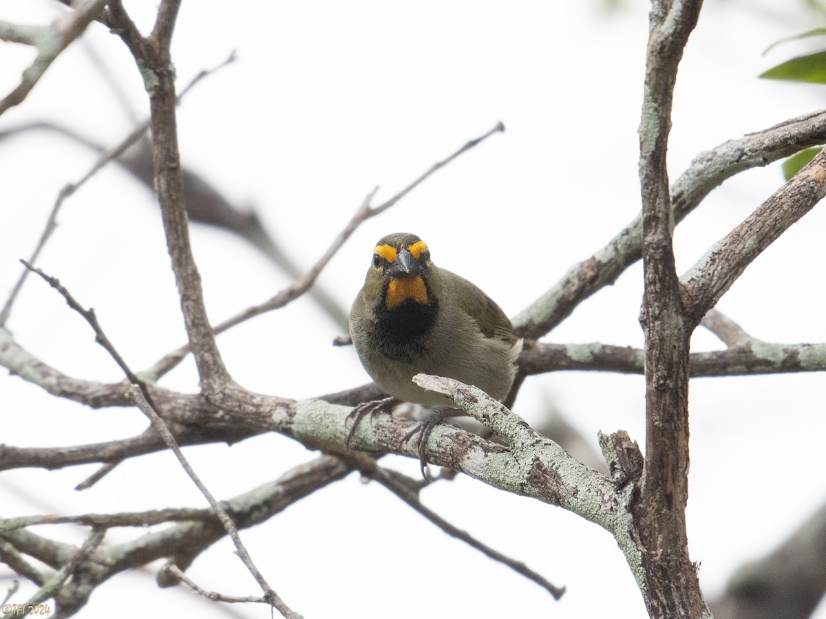 Yellow-faced Grassquit - T I