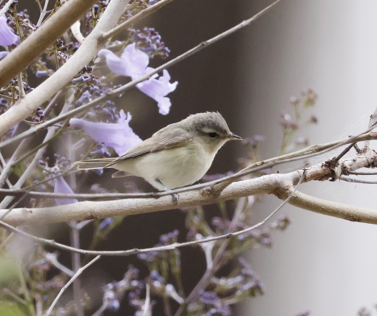 Warbling Vireo - ML618451211