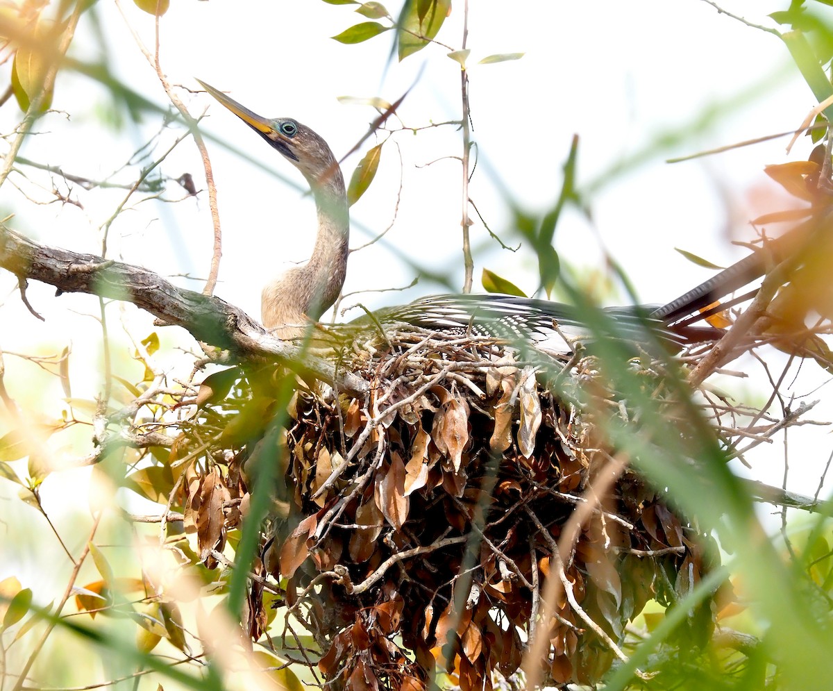 Anhinga - Linda Rickerson