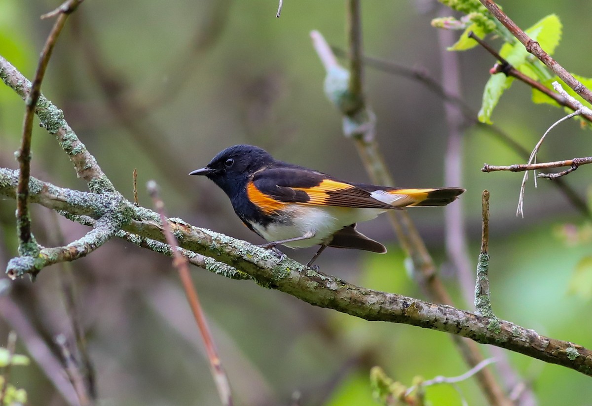 American Redstart - Debbie Parker