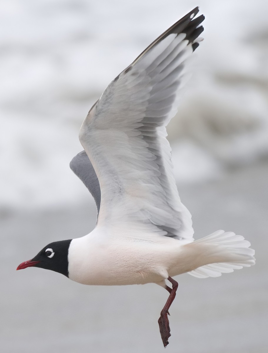 Franklin's Gull - DAB DAB