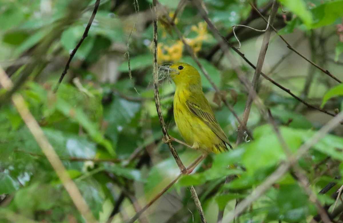 Yellow Warbler - Debbie Parker