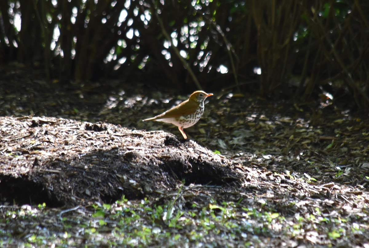 Wood Thrush - ML618451250