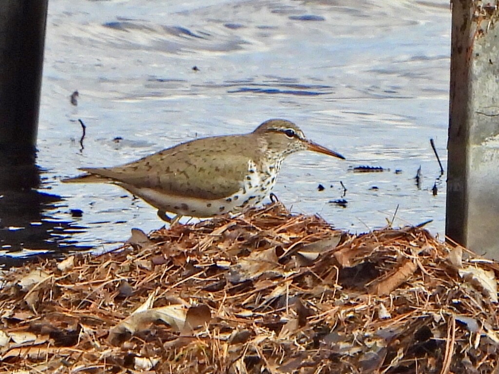 Spotted Sandpiper - Jane Cullen