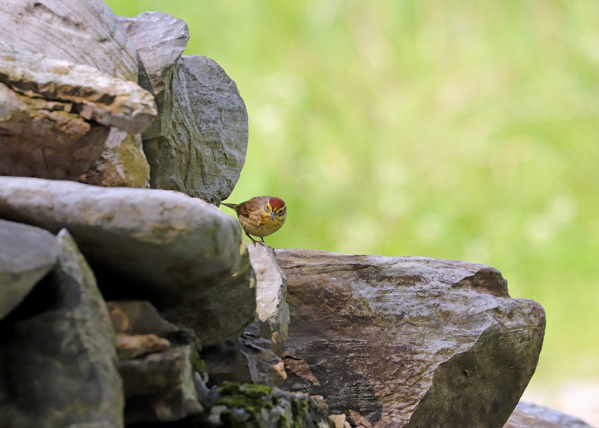 Palm Warbler - Noreen Baker