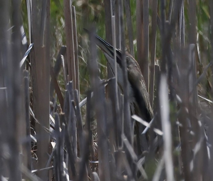 American Bittern - ML618451299