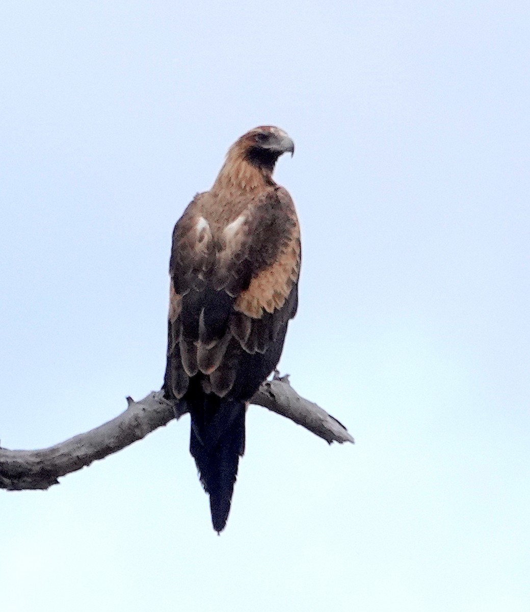 Wedge-tailed Eagle - ML618451380