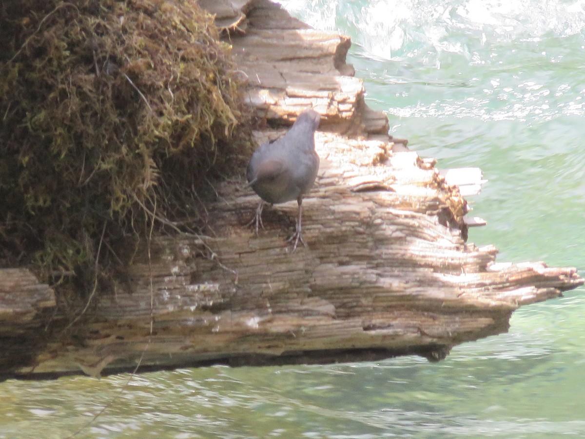 American Dipper - ML618451404