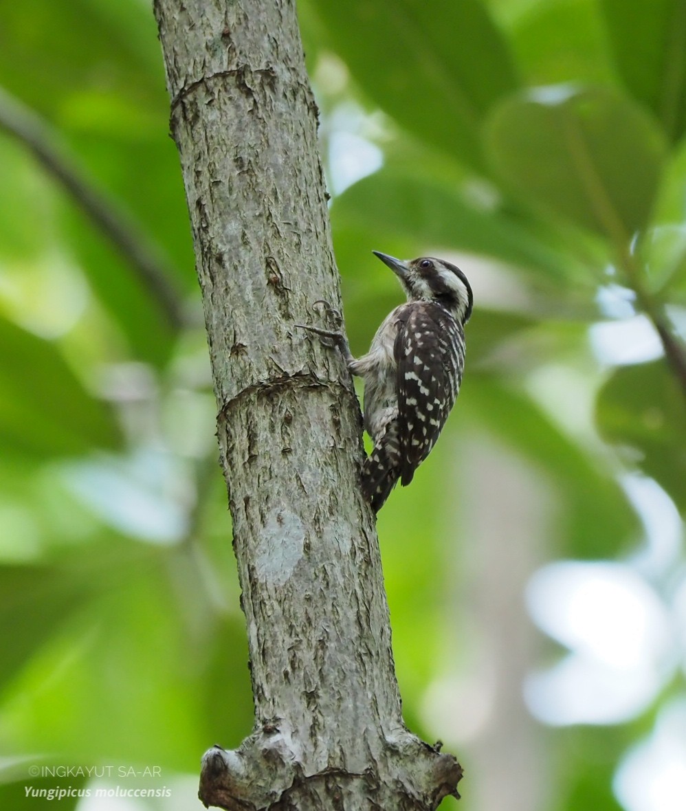 Sunda Pygmy Woodpecker - Ingkayut Sa-ar