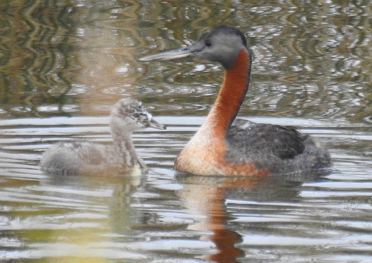 Great Grebe - Daniel Lescano